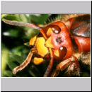 Vespa crabro - Hornisse 04.jpg